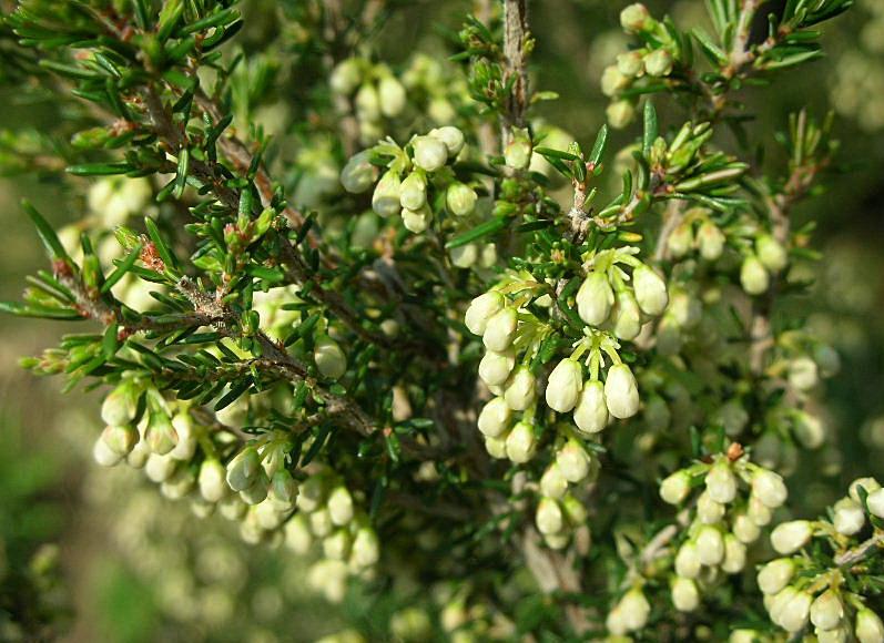 Gariga di Erica multiflora sui monti di Palermo